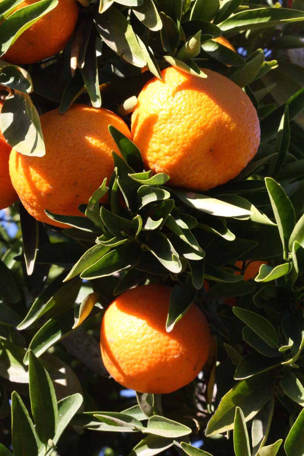              Fruit (Riverside, CA)       